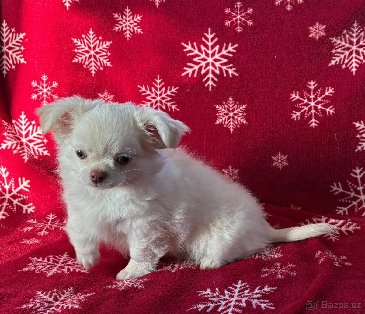 Čivava dlouhosrstá s PP - 4