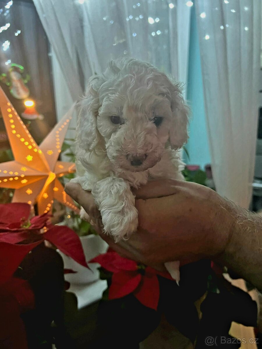 Pudl trpasličí štěně - 4