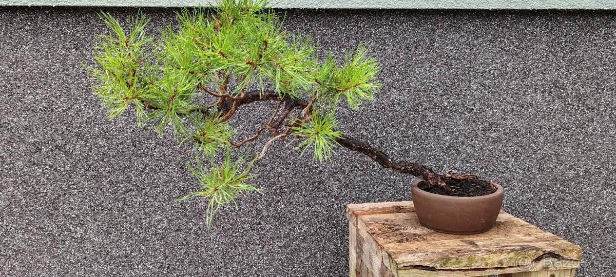 Bonsai, bonsaj, borovice v misce - 4