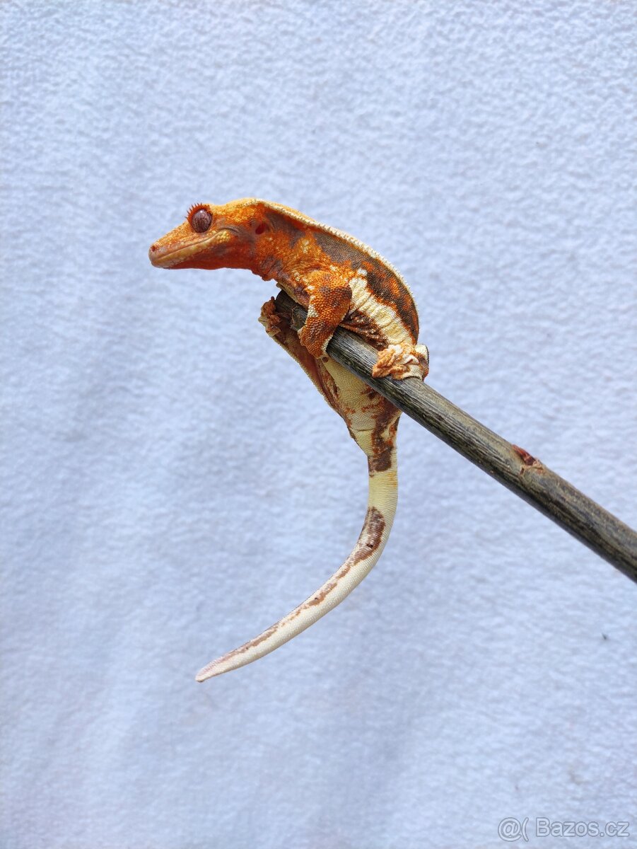 pagekon řasnatý, terárium - 4