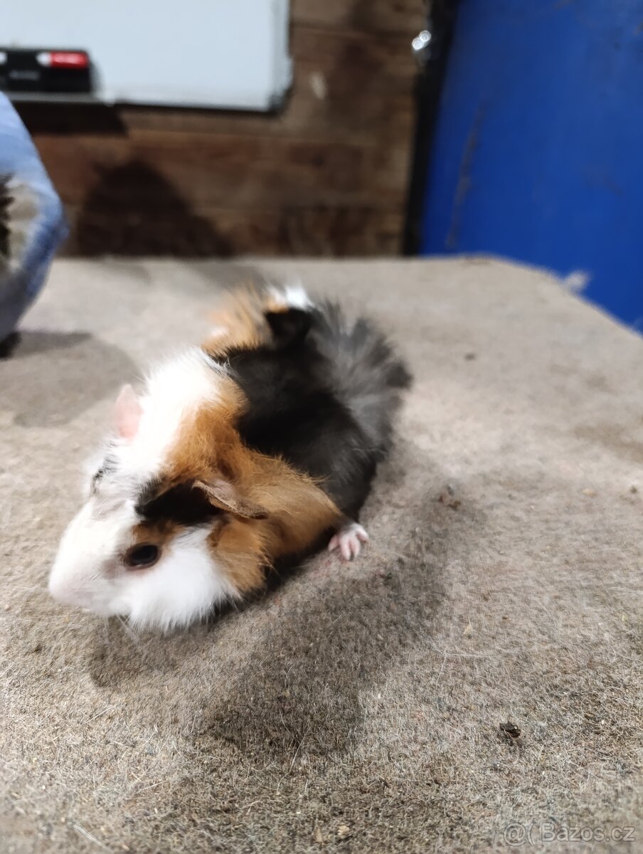 Rozetové morčata - 4