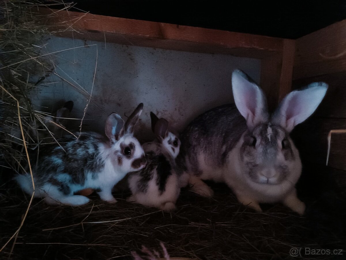 Mladé samice kříženky belgic. obra - 4