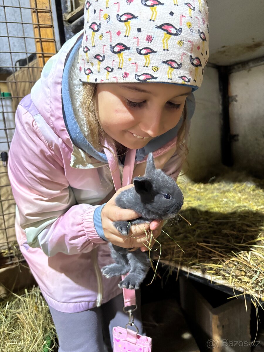 Prodám zakrslé králíky - 4