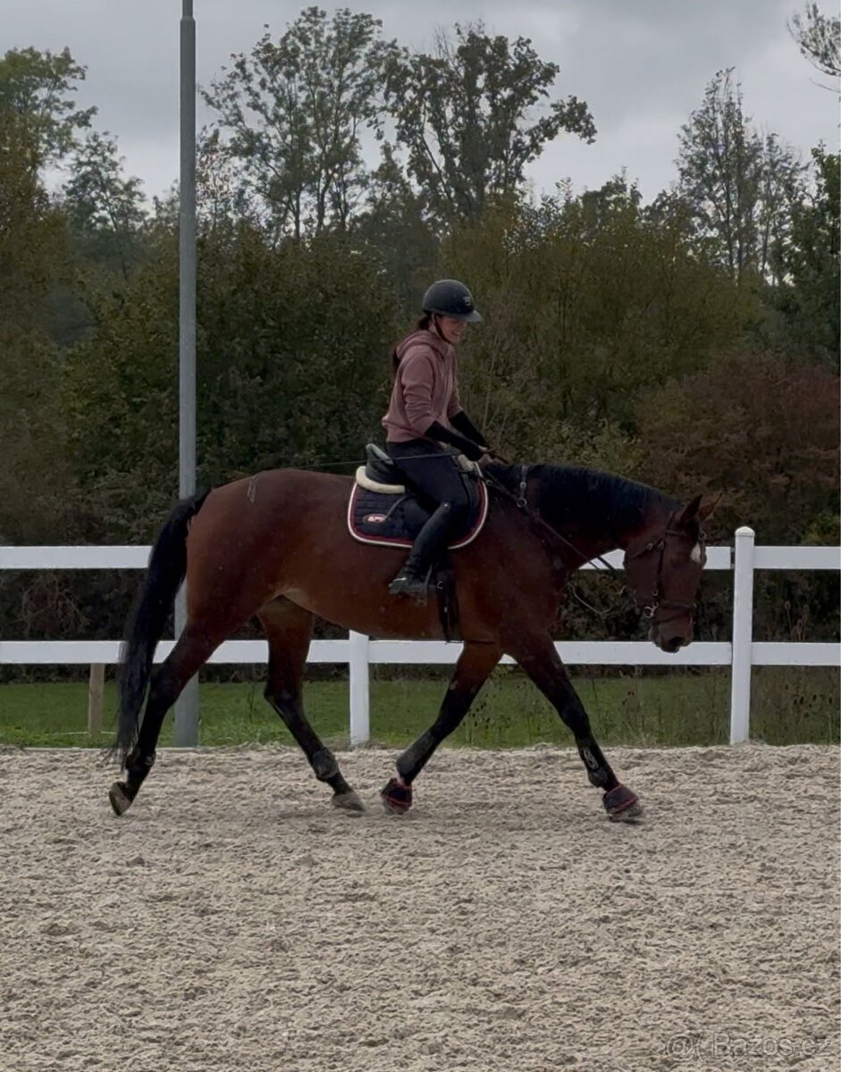 13-letá klisna na prodej - 4