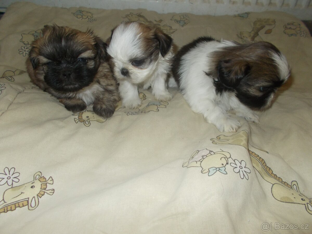 prodám Shih - Tzu - 4