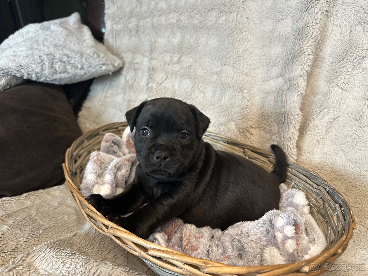 Stafordšírský bulterier s PP - 4