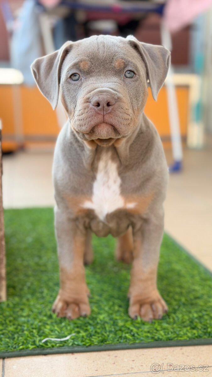 American bully XL - 4