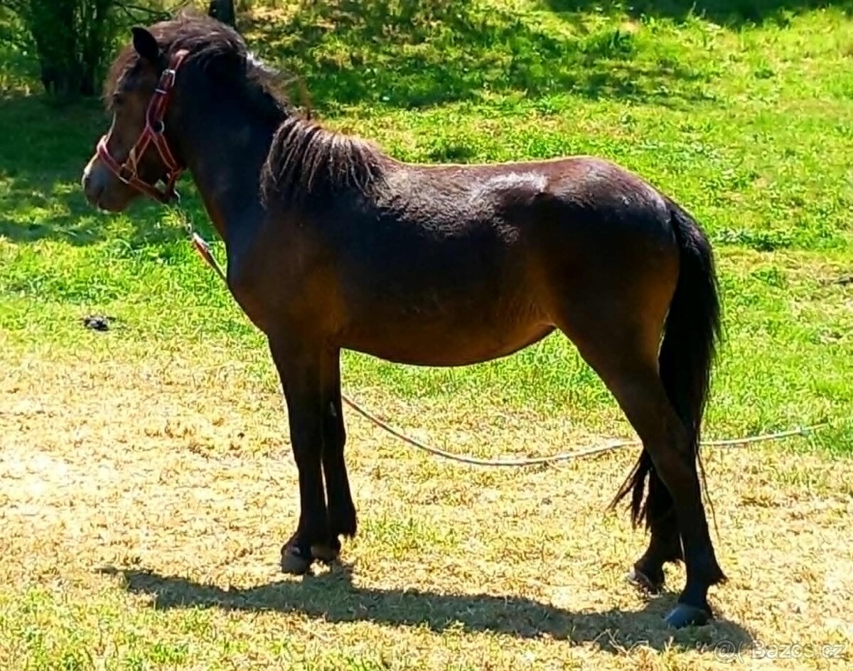 Klisnička pony - 4