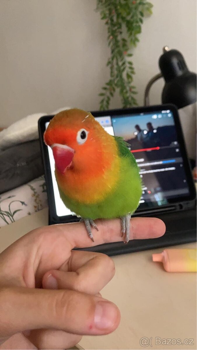 Daruji samičku agapornise - 4