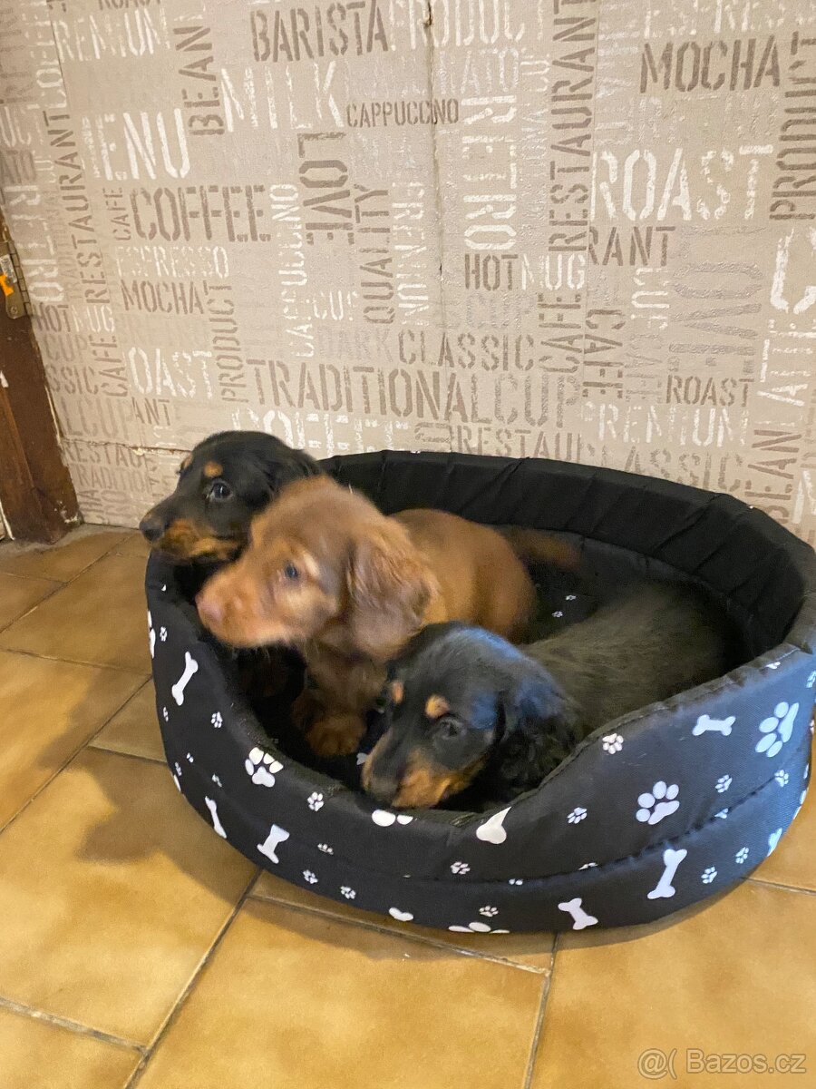 Jezevčík dlouhosrstý trpasličí - 4