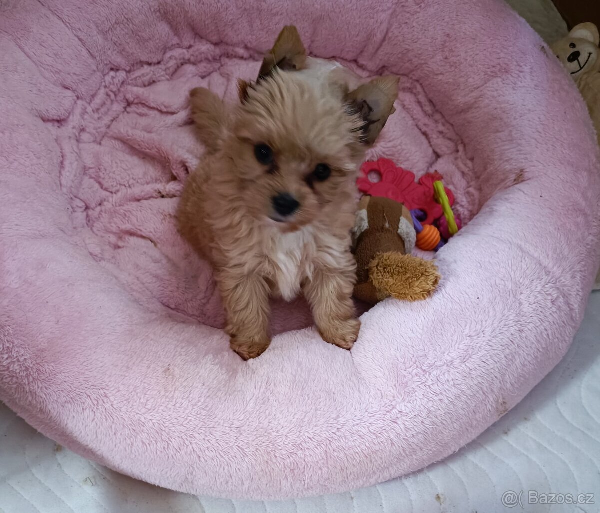 Holčička Brigittka Yorkshire teriér gold. PP - 4