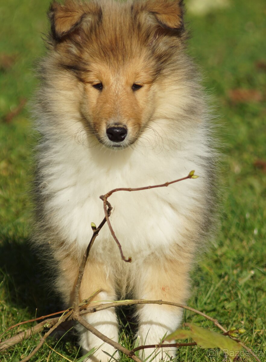 KOLIE DLOUHOSRSTA ZLATA - 4