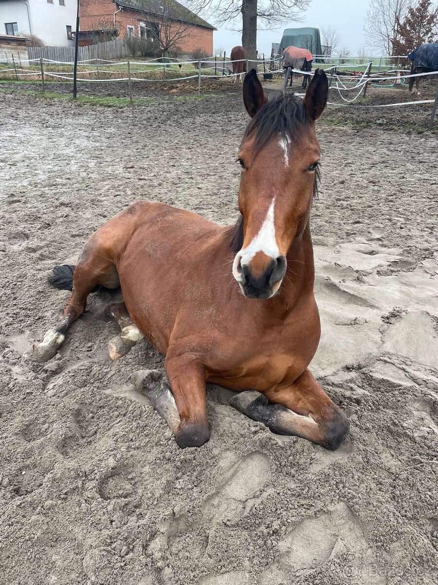 Valach na rekreaci -prodej/pronájem - 4