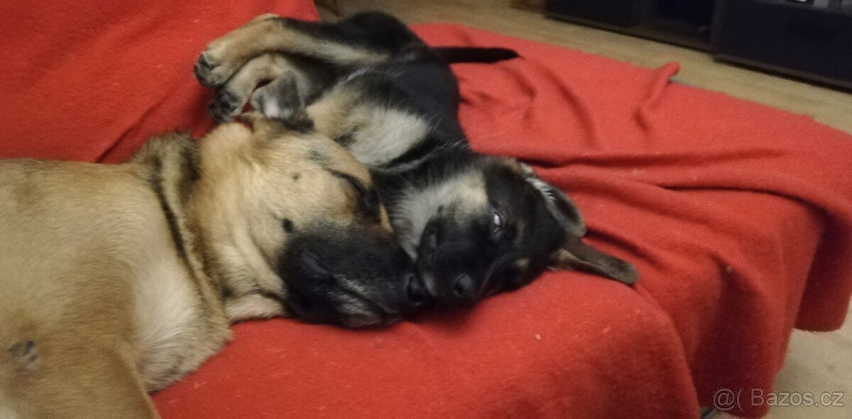 Nemecky ovčák typu Rex(štěňata) - 4