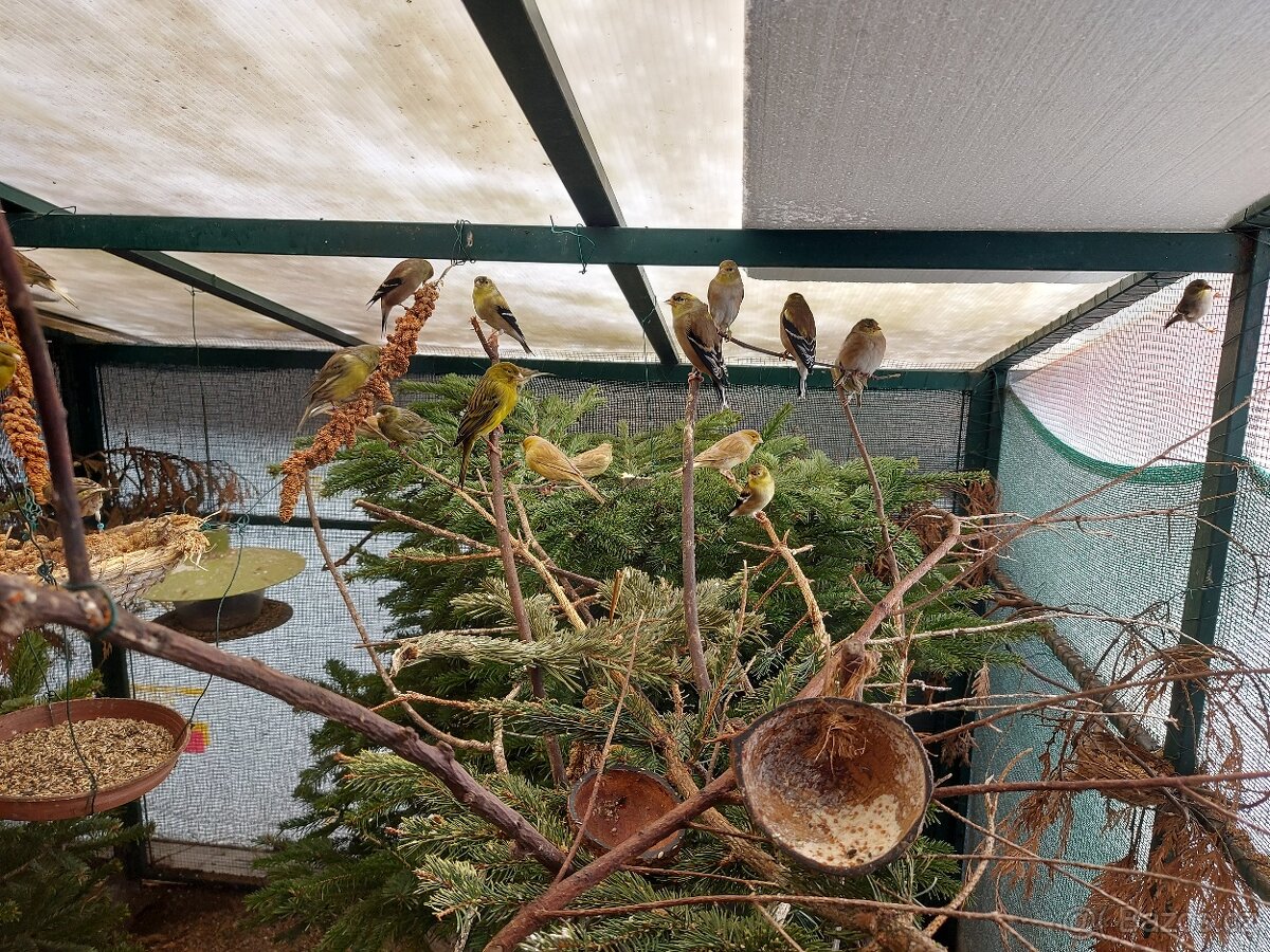 Kanár TIMBRADOS - 4