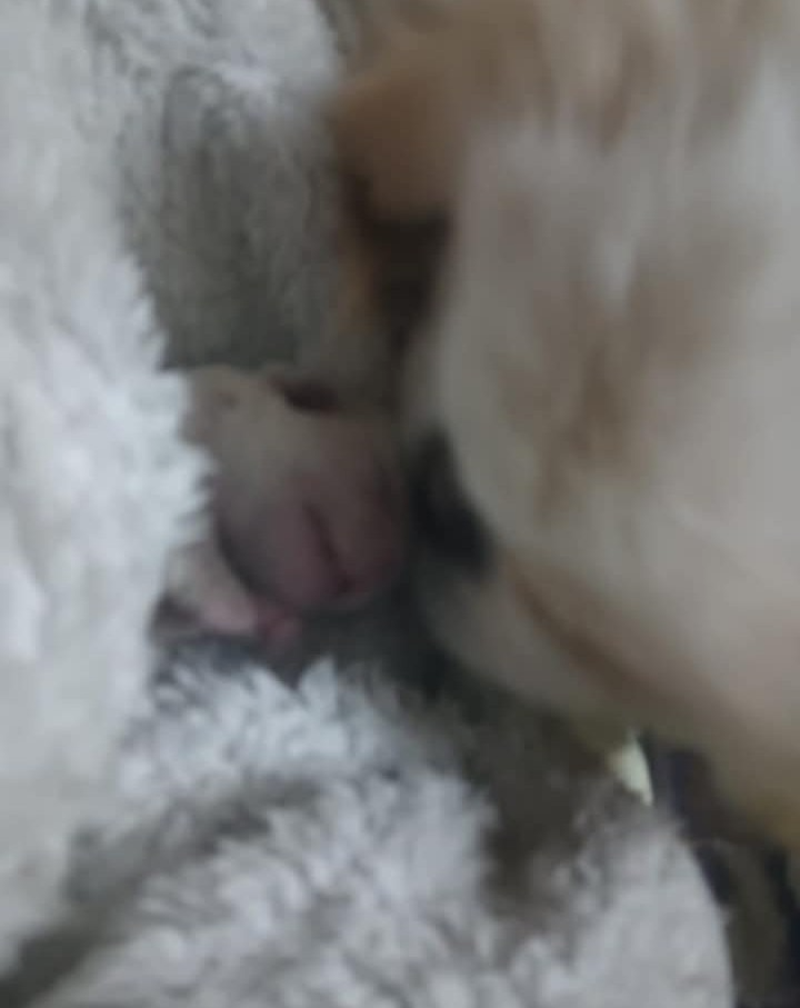 Pekingský palácoví psík. - 4