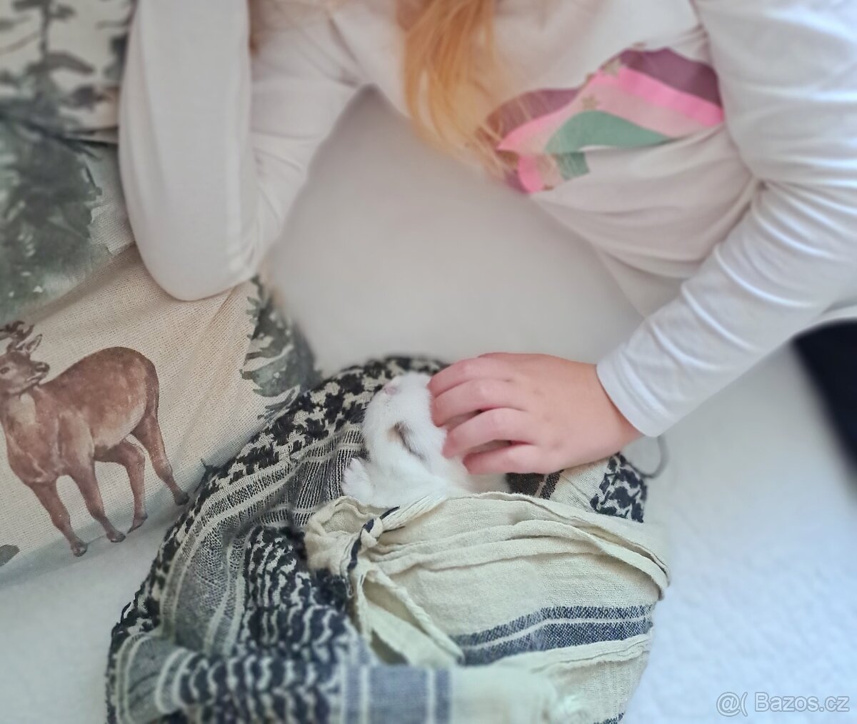 Zakrslý kralíček minilop - 4