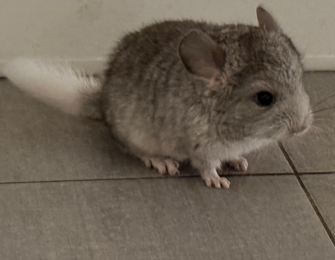 Činčila mládě samičky - 4