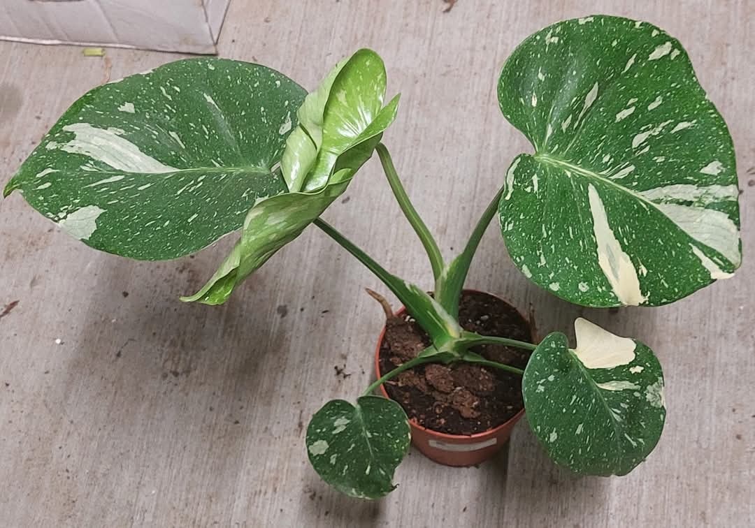 Monstera deliciosa 'Thai Constellation' - 4