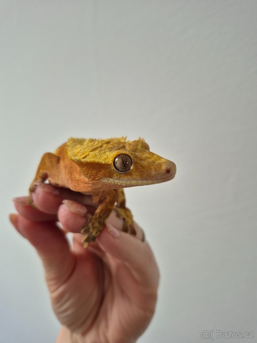 Pagekon řasnatý - samička - 4