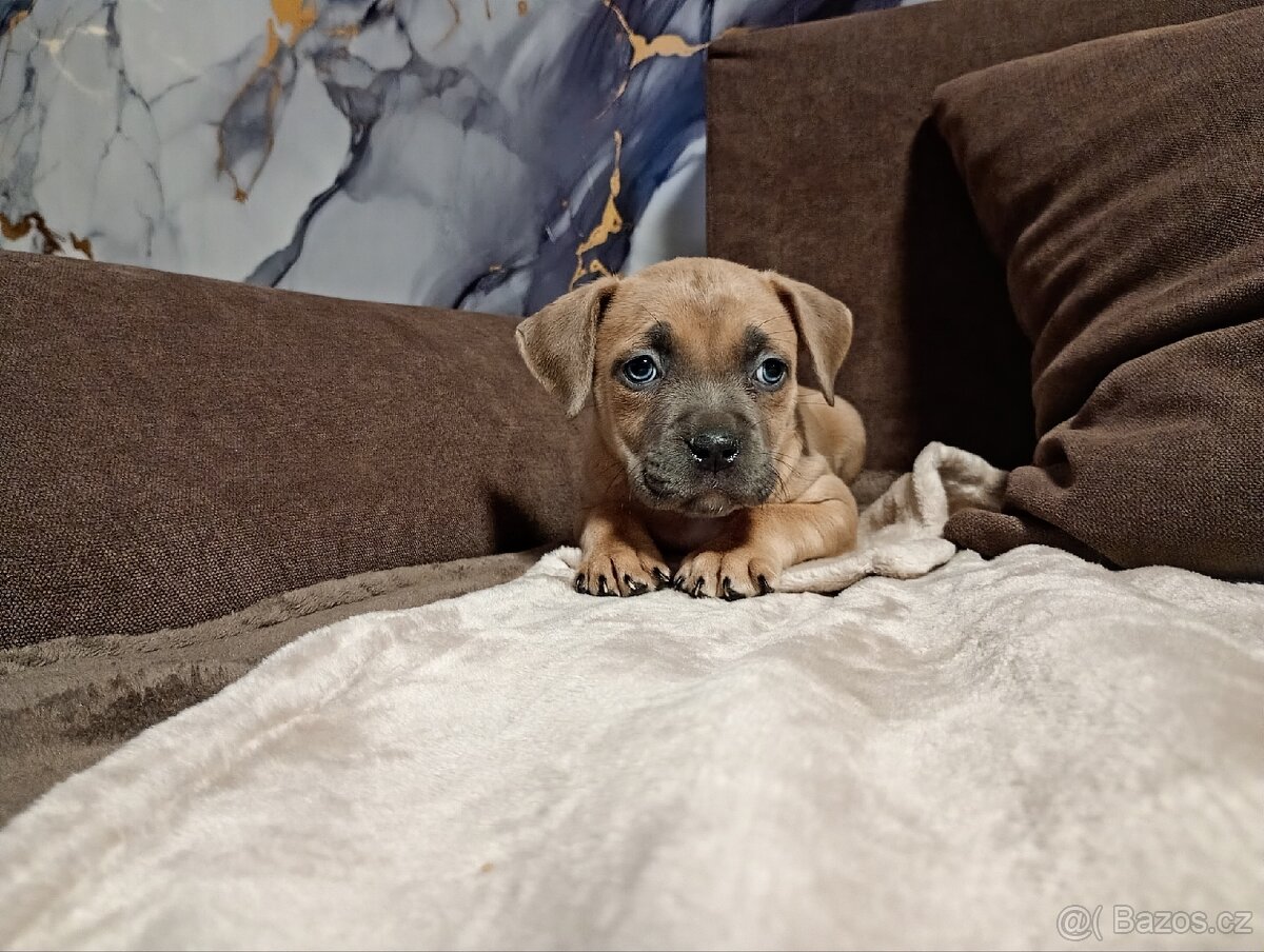 Stafordšírský bulteriér - 4