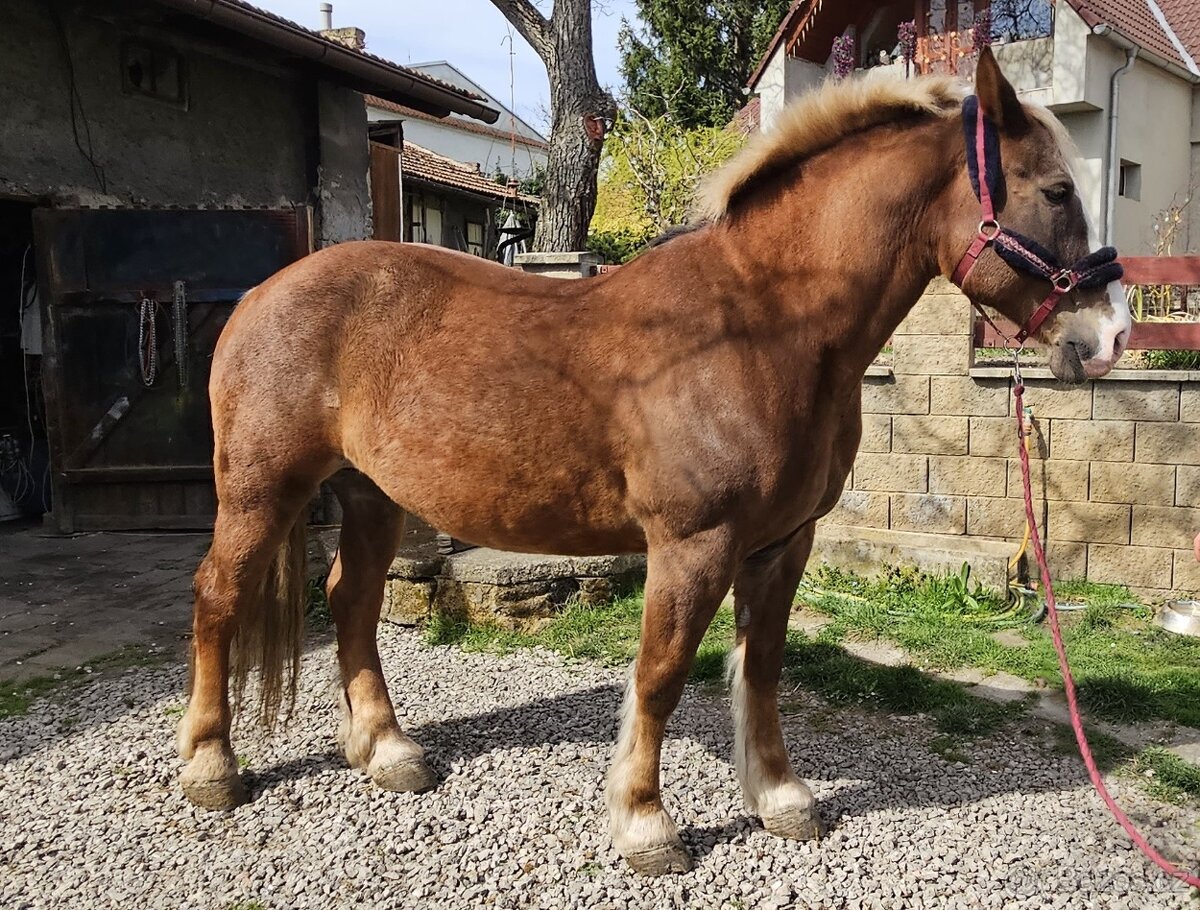 Klisna ČMB Láva - prodám - 4