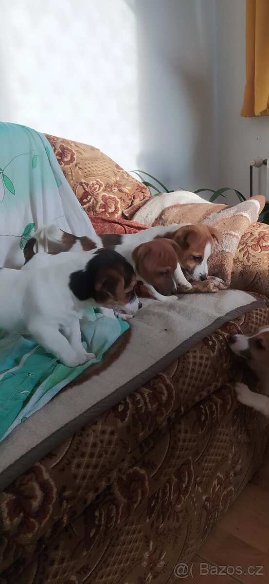 Jack Russell teriér - 4