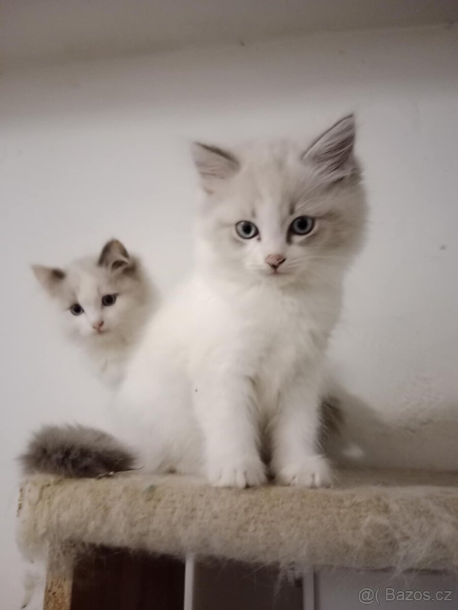 Ragdoll koťata - 4