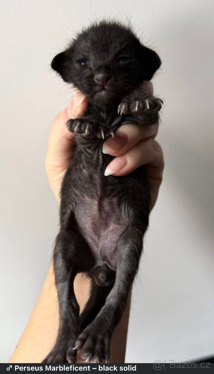 Orientální koťe Marbleficent s PP - 4