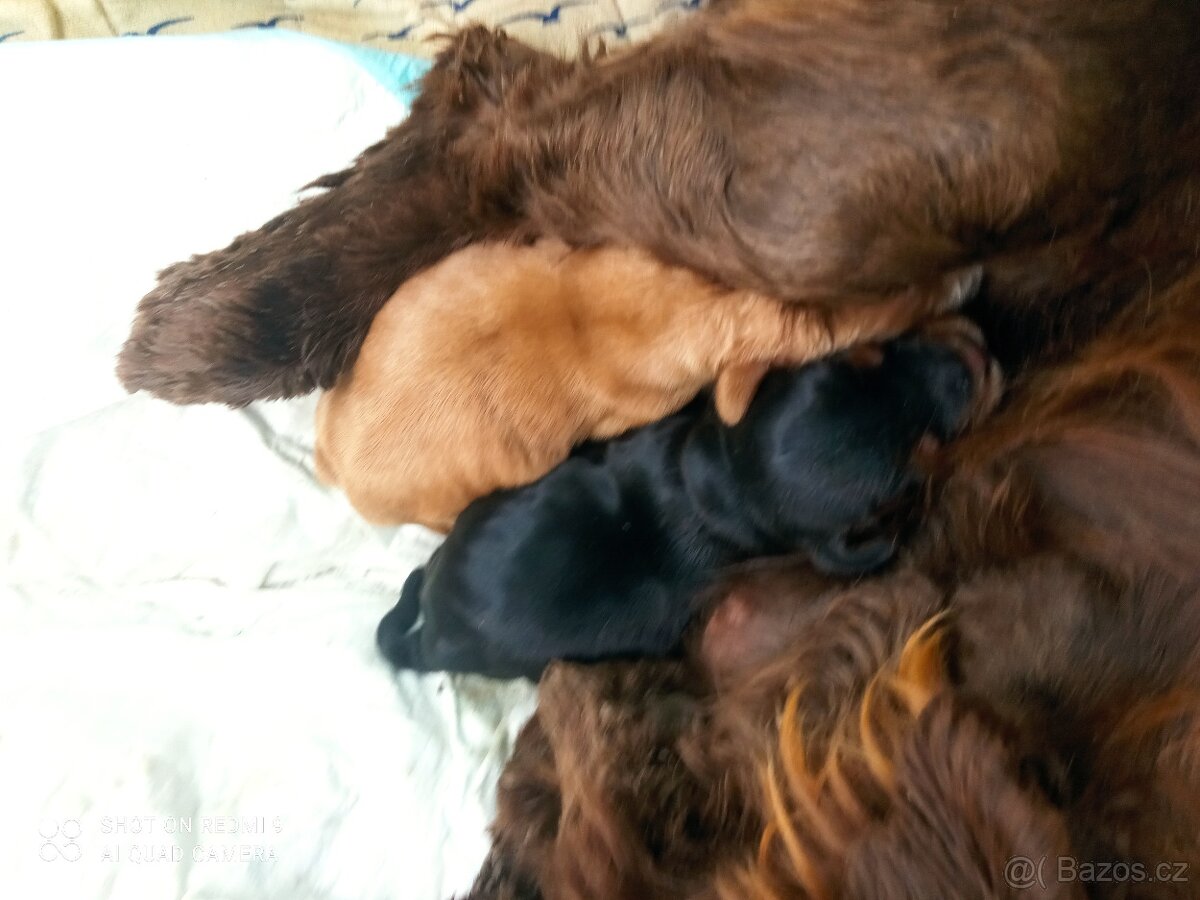 Anglický kokršpaněl zlatá fenka - 4