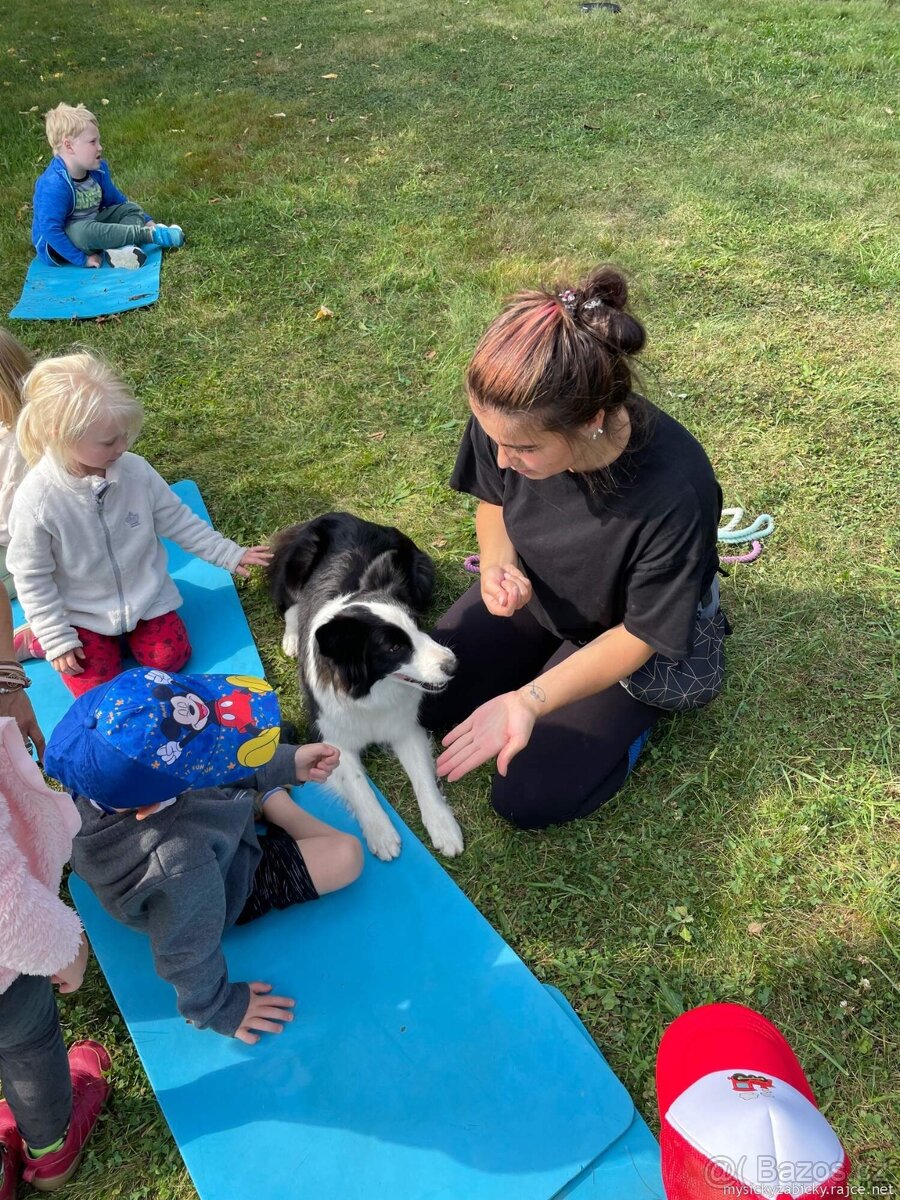 Border kolie s PP, štěňátka - 4