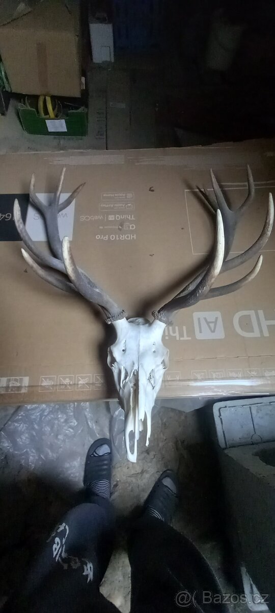 Paroží a trofeje. - 4