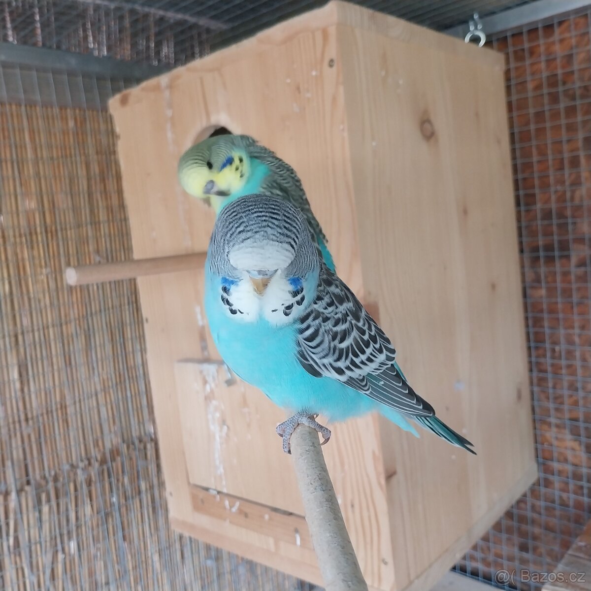 Výstavní andulky - 4