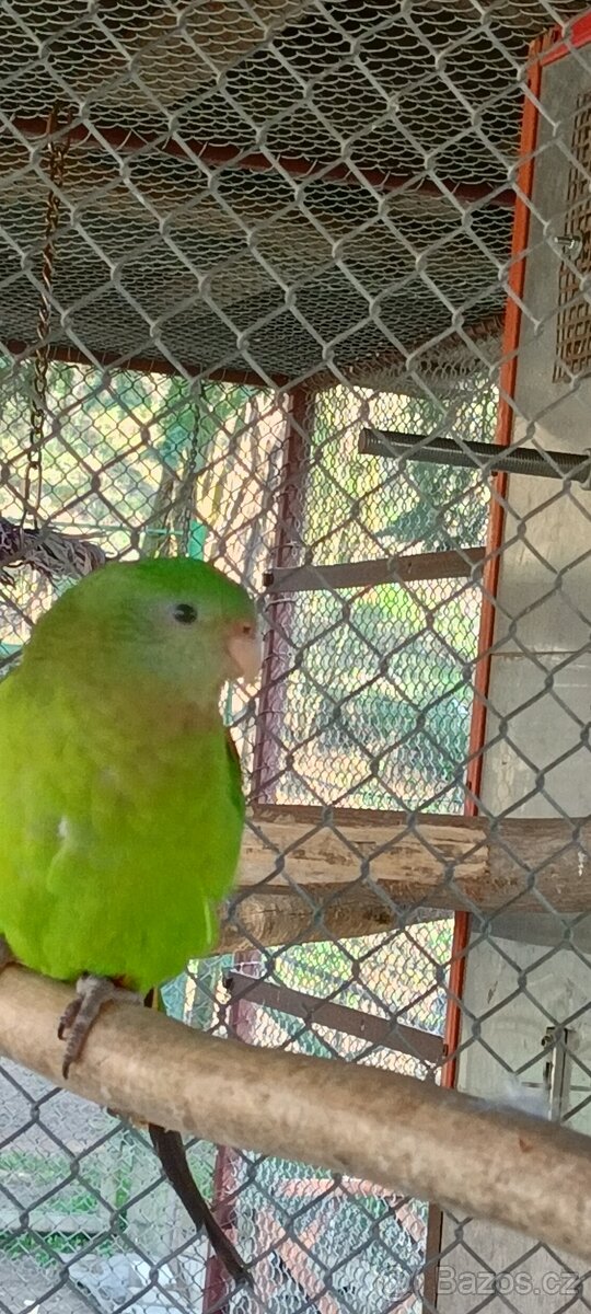 Papoušek nádherný - 4