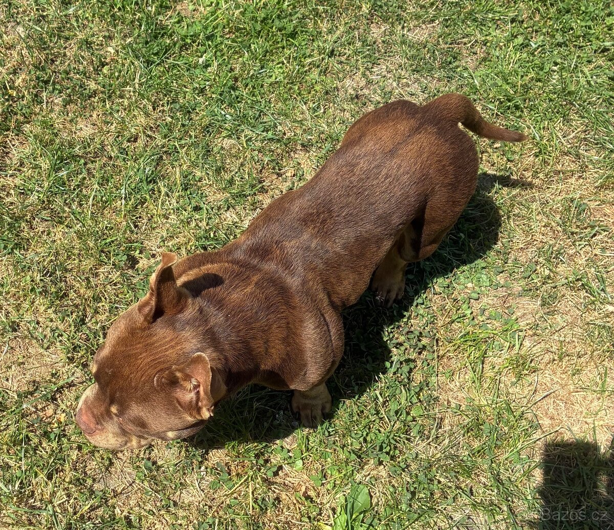 American Bully Micro s PP - 4