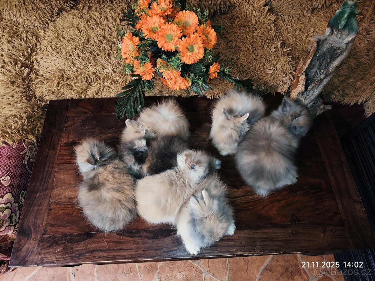 Teddy králíčci zakrslí dlouhosrstí - 4