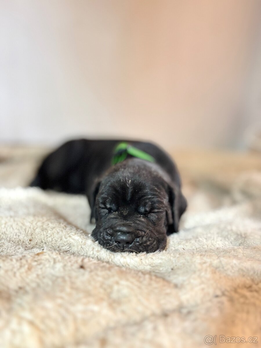 Cane corso s PP - 11 Vánočních štěňátek k rezervaci - 4