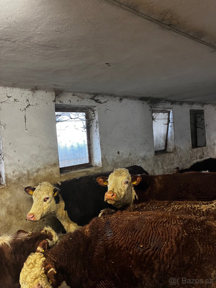 Jalovice Hereford - 4