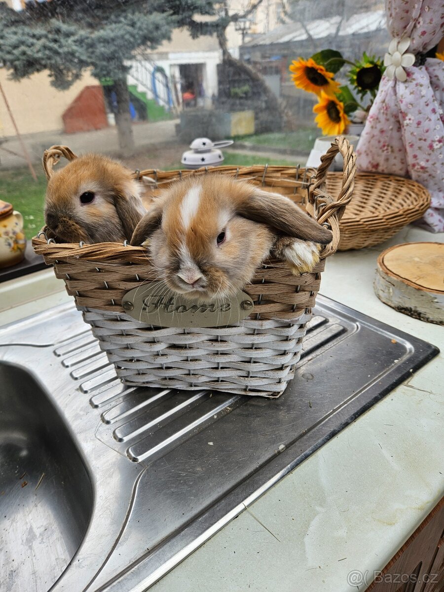 Zakrslý králík - 4