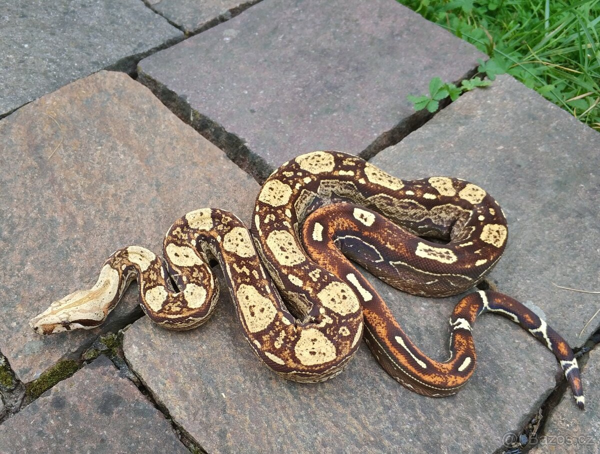 Boa imperator - Keltic Paradigm - 4