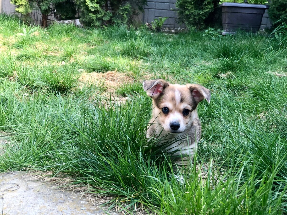 Štěně - kříženec - 4