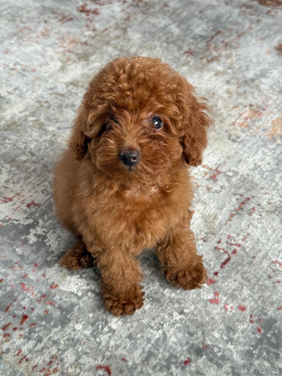 Štěňata toy pudla - 4