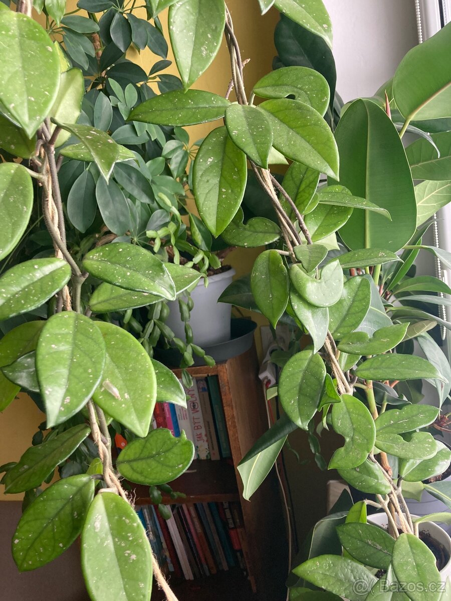 Hoya carnosa voskovka - 4