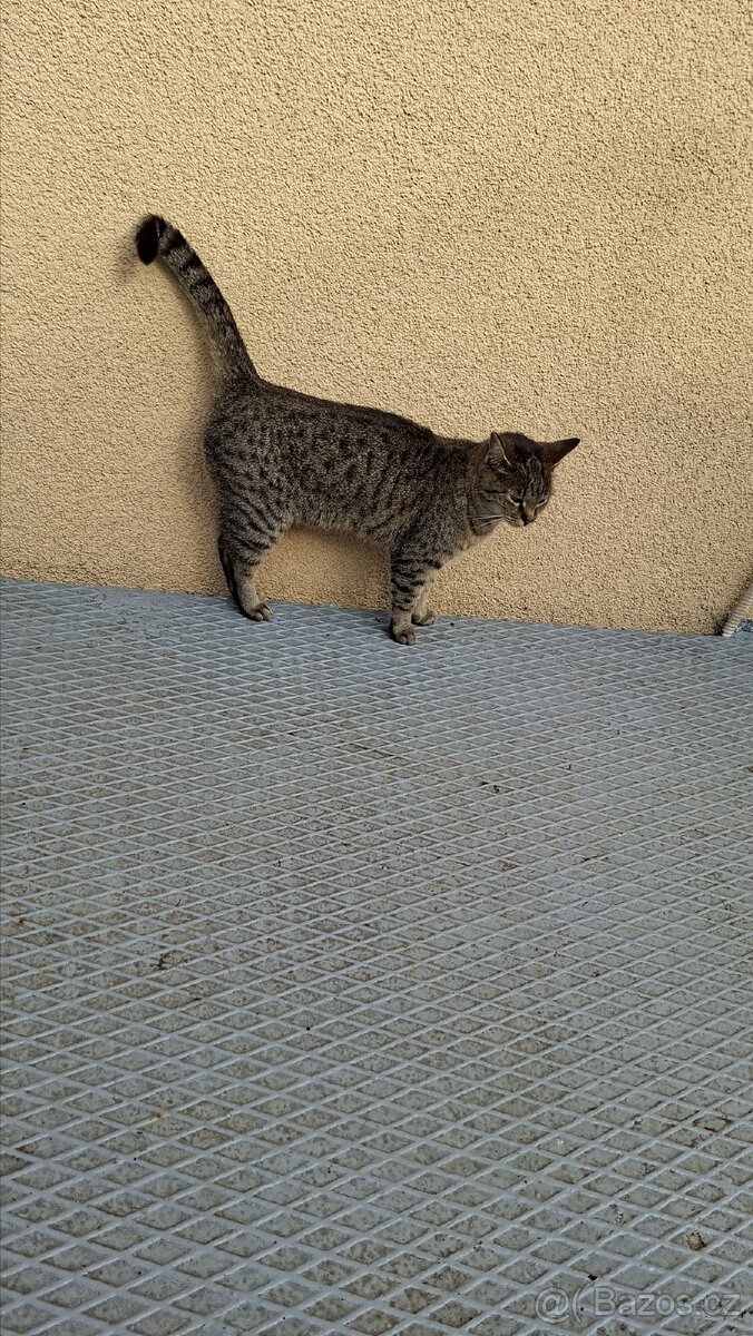 Kočka - 4