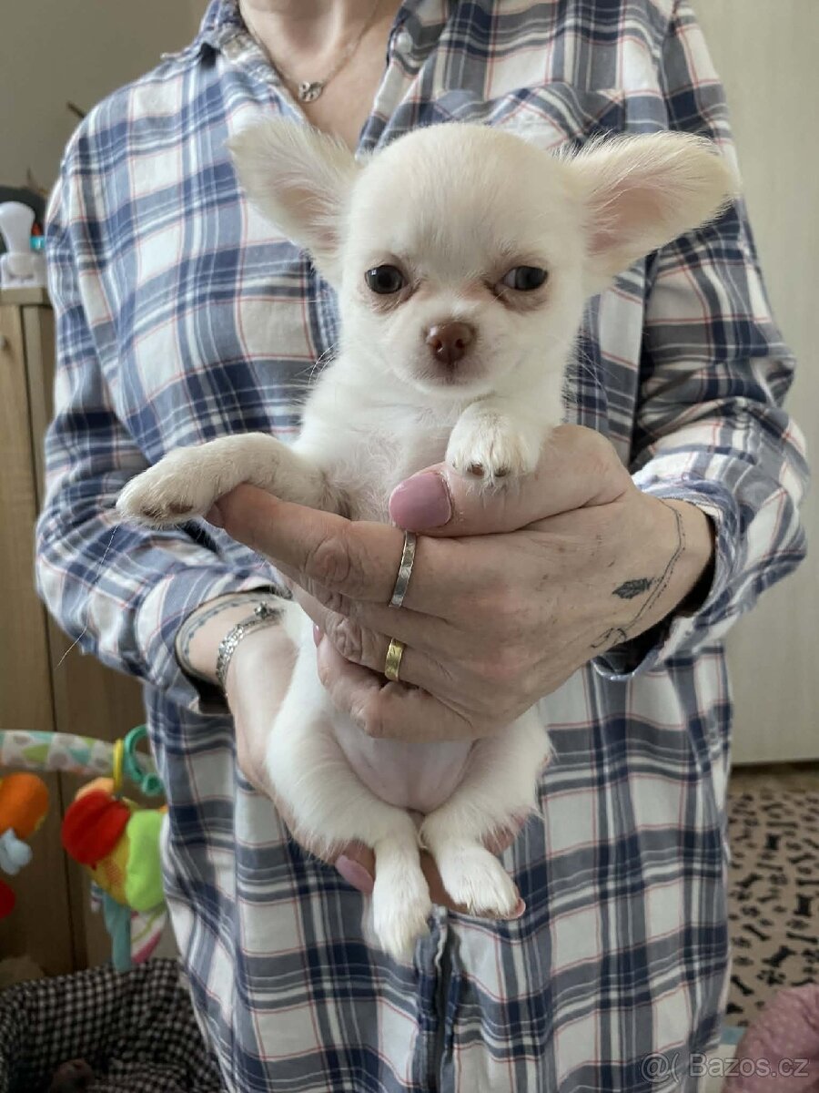 Čivava dlouhosrstá s PP - 4