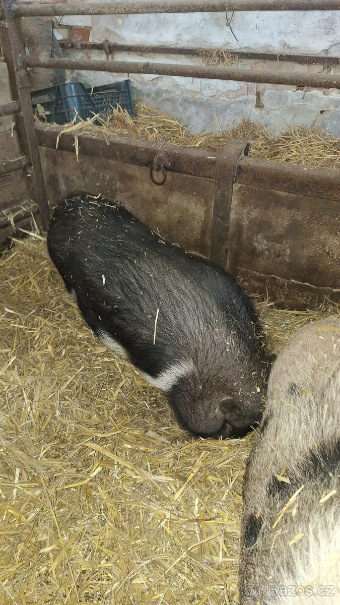 Gottigemske prasata - 4