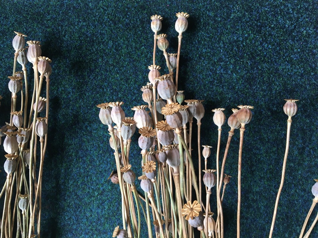 makovice k dekoraci - 4