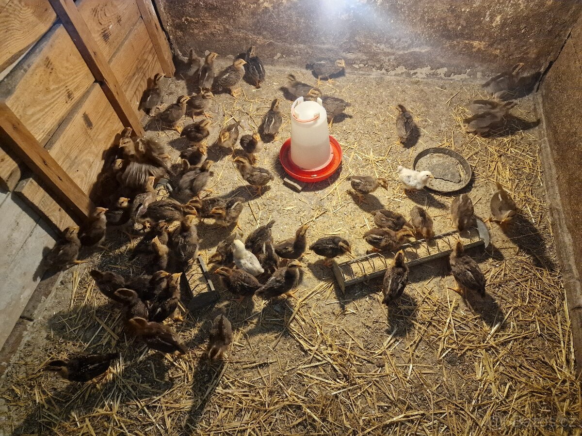 Násadová vajíčka - 4