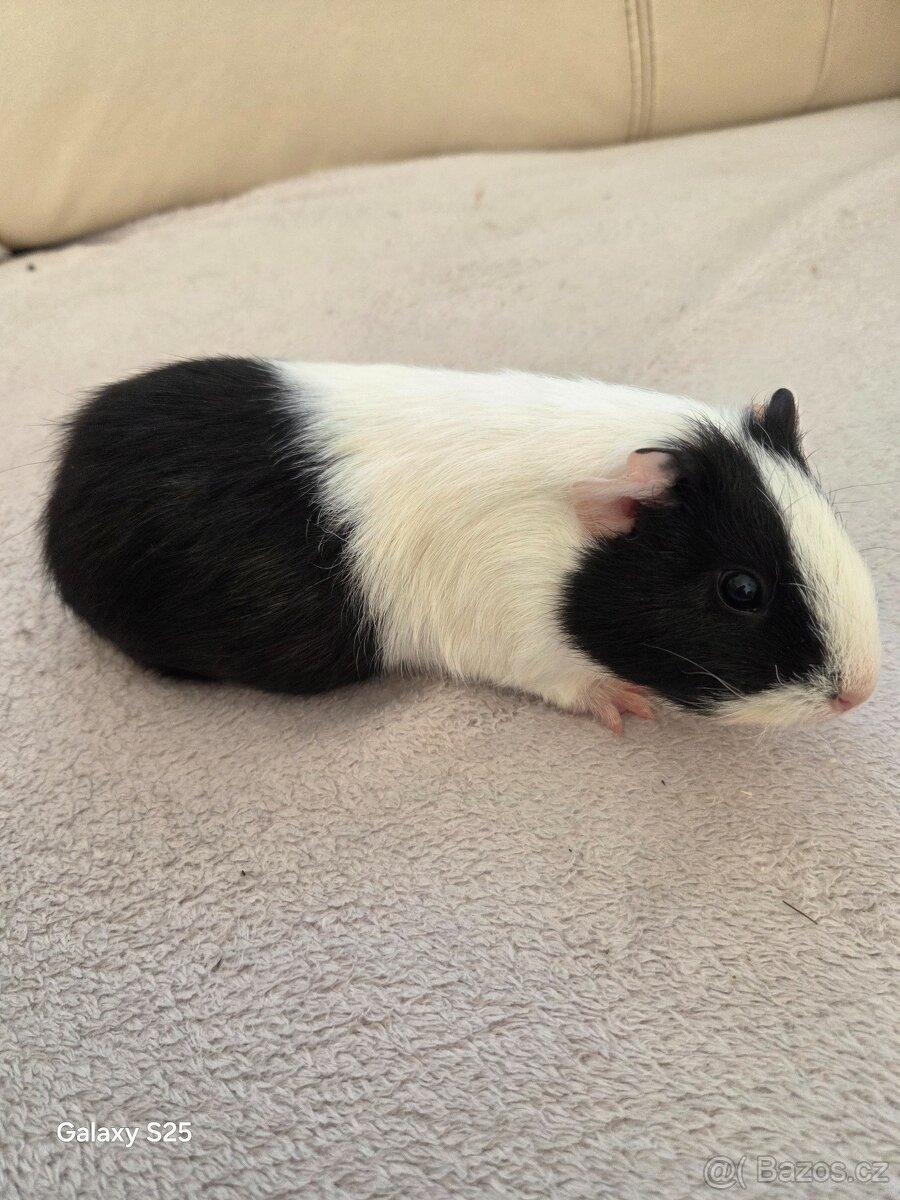 Daruji morčátka - 4