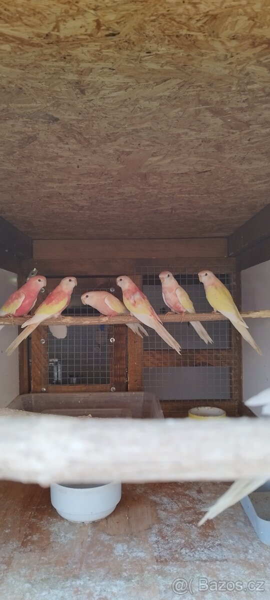 Neoféma Bourek rubino,lutino - 4